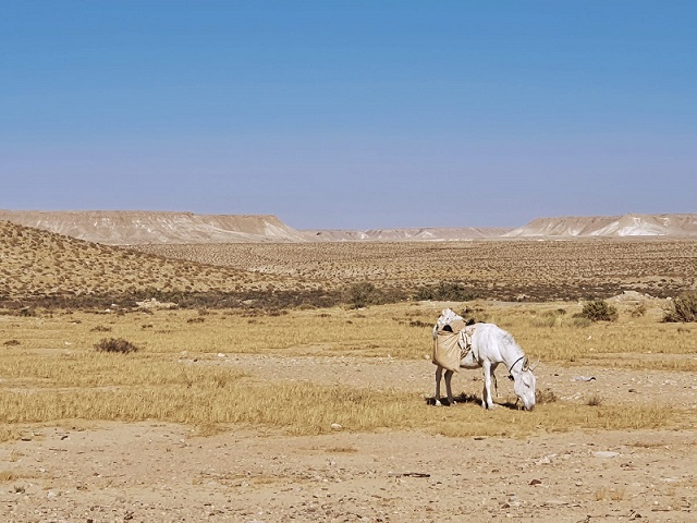 זמן מדבר – סוף שבוע  במצפה רמון