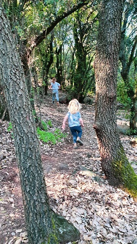 מסלול ביער אודם