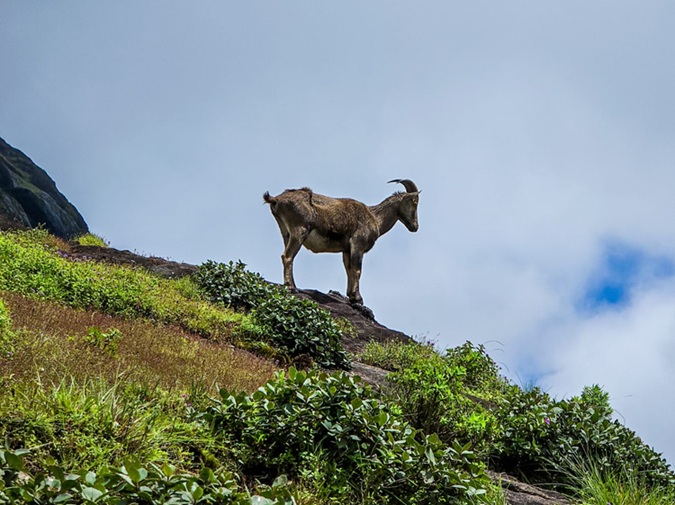 טיול בהודו עם ילדים